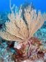 AmbergrisCaye05 - 113
